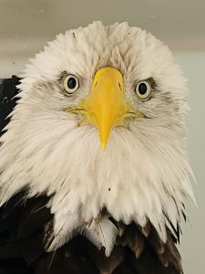 Local organizations collaborate, perform MRI on bald eagle